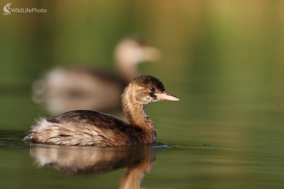 Potápka malá (Tachybaptus ruficollis) (Martin Šabík)