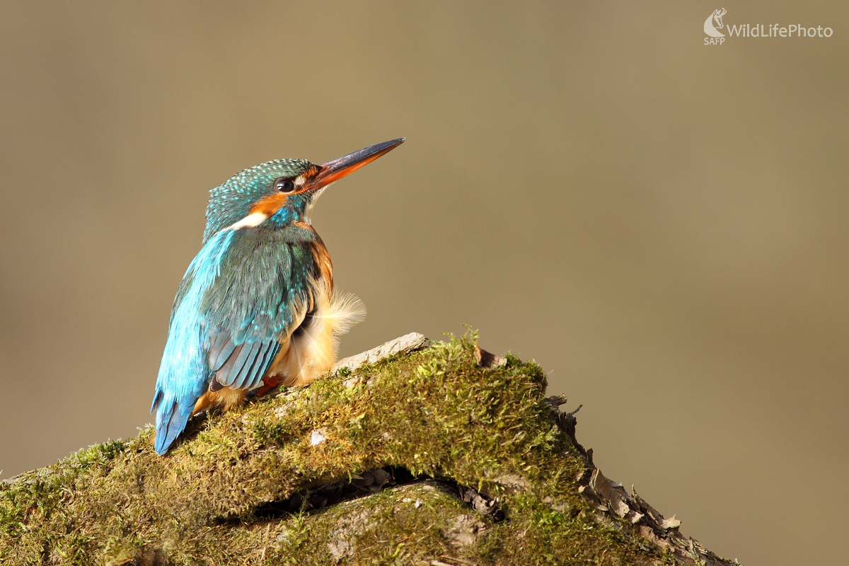 Rybárik riečny - samica (Michal Stoklasa)