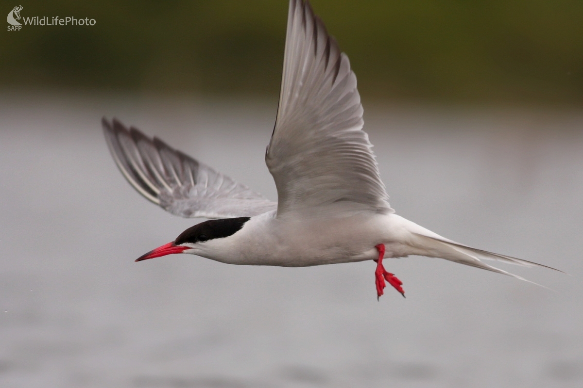 Rybár riečny (Sterna hirundo) (Martin Šabík)