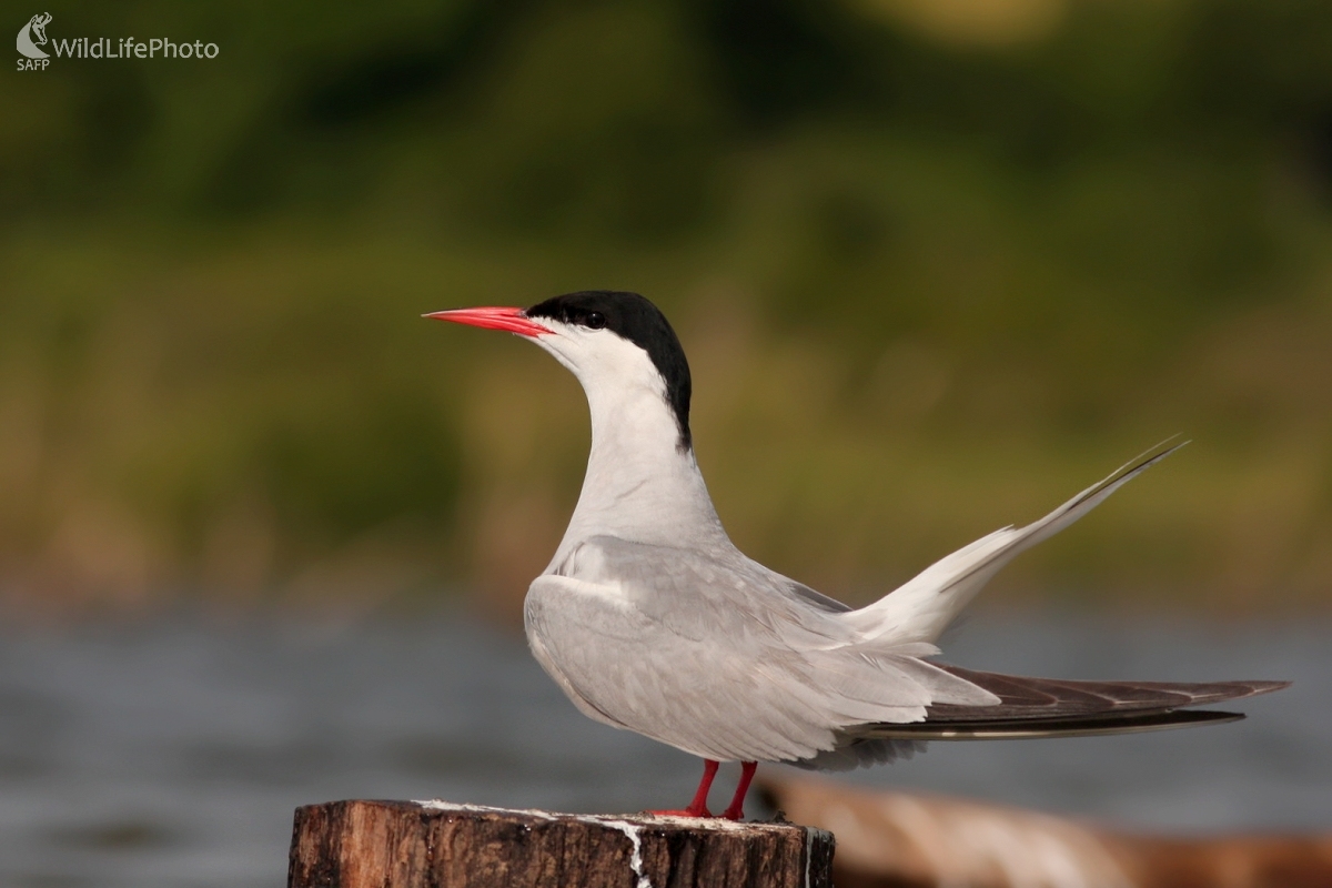 Rybár riečny (Sterna hirundo) (Martin Šabík)