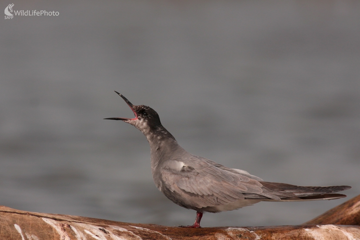 Čorík čierny (Chlidonias niger) (Martin Šabík)