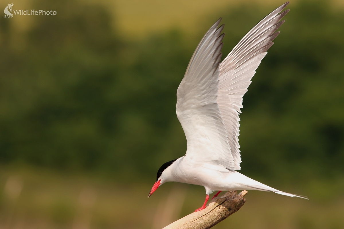 Rybár riečny (Sterna hirundo) (Martin Šabík)