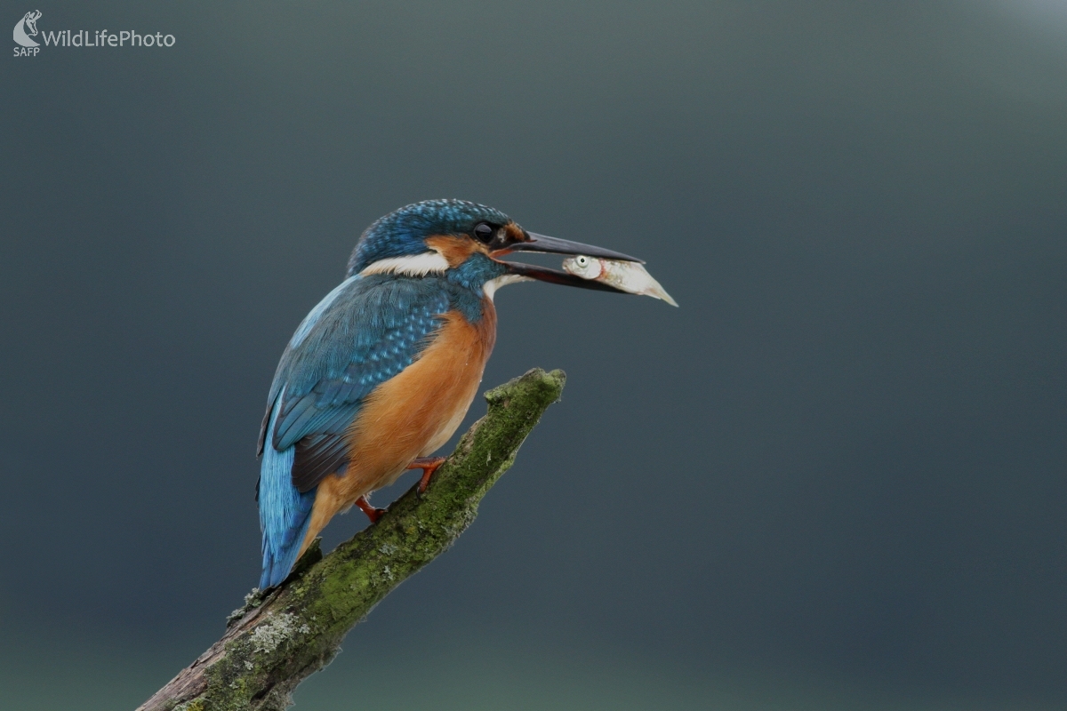 Rybárik riečny (Alcedo atthis) (Martin Šabík)