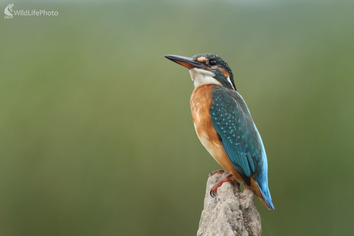 Rybárik riečny (Alcedo atthis) (Martin Šabík)