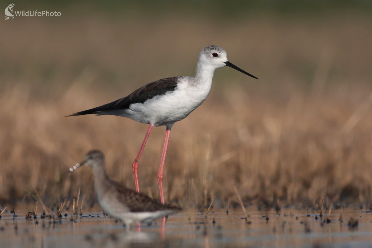 Šišila bocianovitá (Himantopus himantopus) (Martin Šabík)