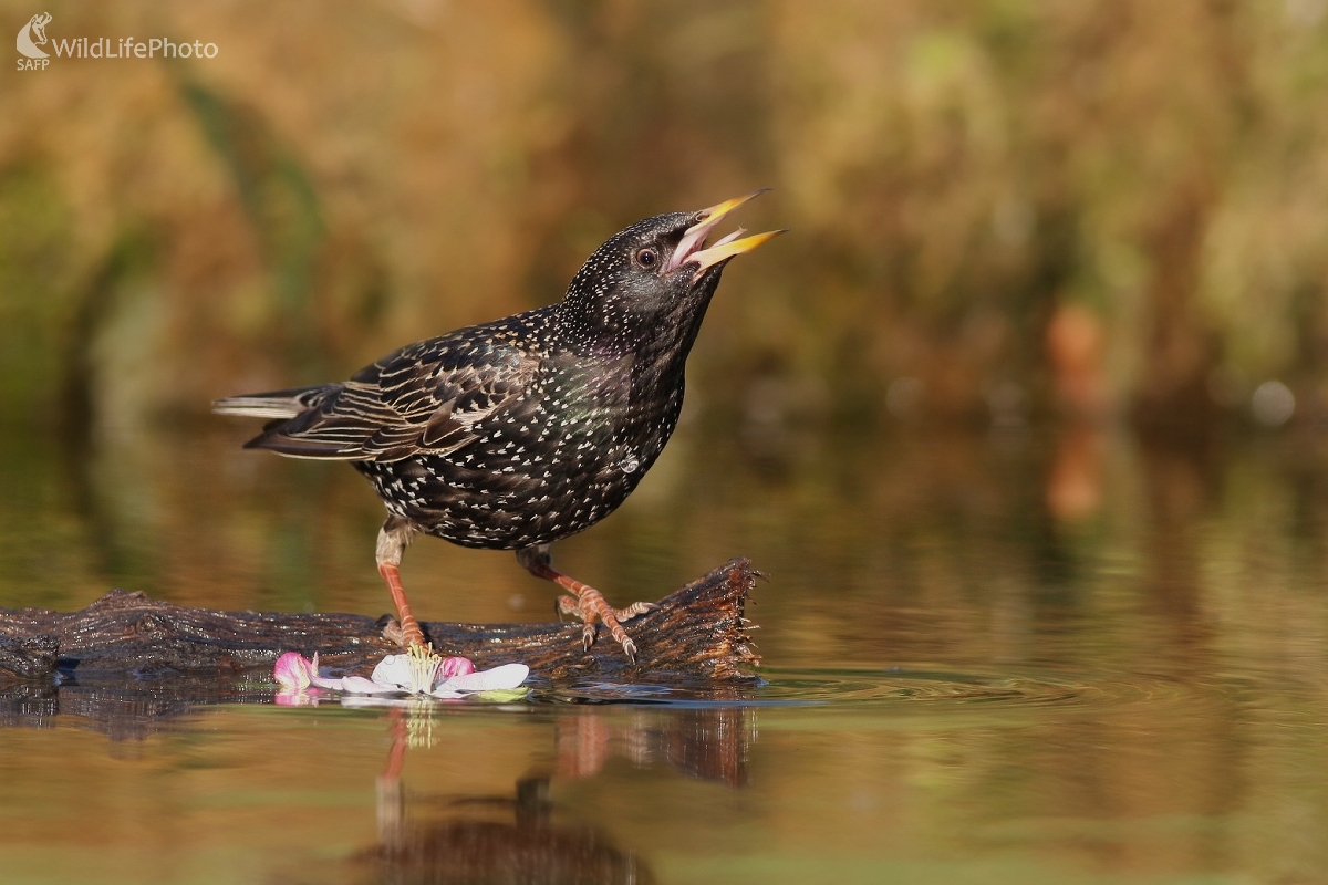Škorec lesklý ( Sturnus vulgaris)  (Martin Šabík)