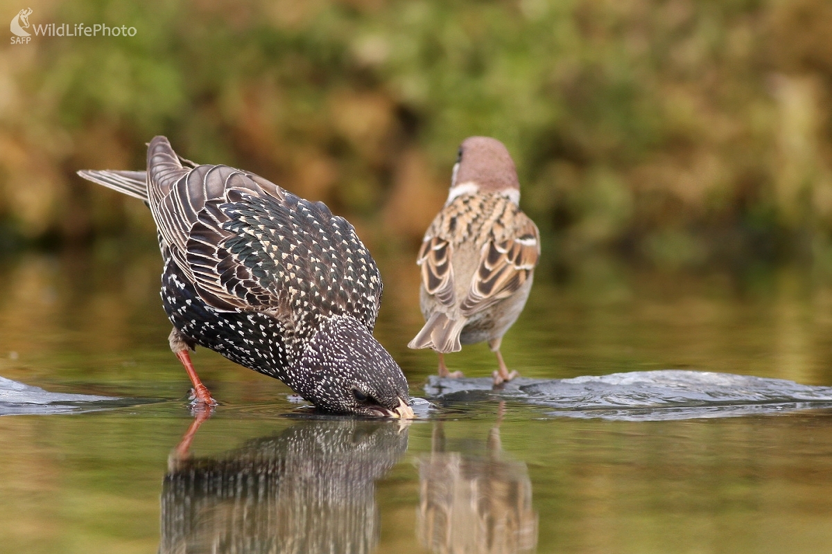 Škorec lesklý ( Sturnus vulgaris) (Martin Šabík)