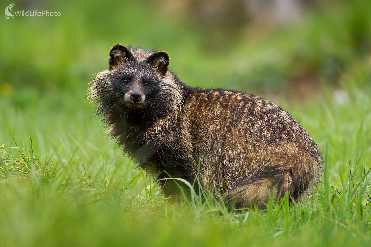 Nyctereutes procyonoides (Ladislav Dzivjak)