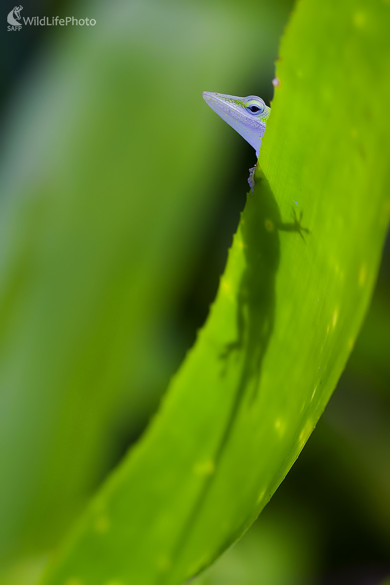 Anolis (Ivan Godál)