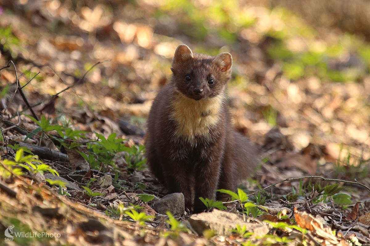 Prízrak (Pavol Bukovan)