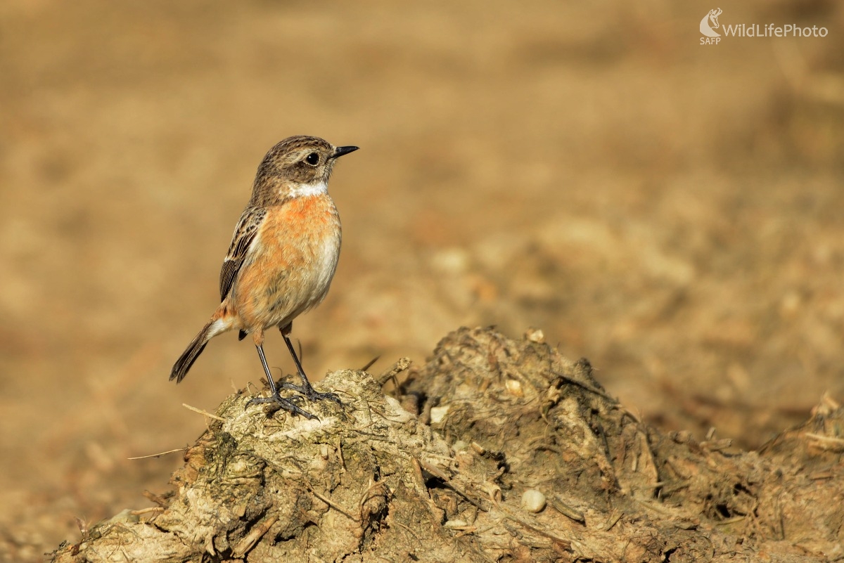 pŕhlaviar (Ľubomír Ondráško)