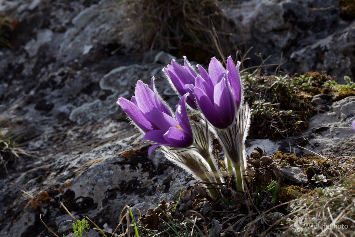 Poniklec slovenský / Pulsatilla slavica / (Ivan Kochan)