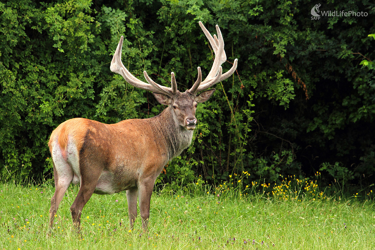 lykáč (Peter Jurík)