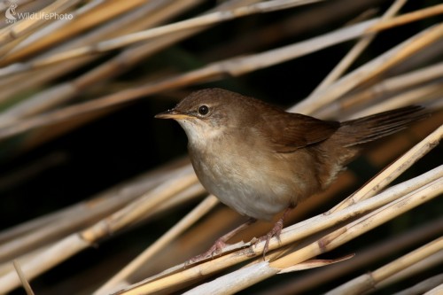 Slávik obyčajný (Luscinia megarhynchos), Martin Šabík