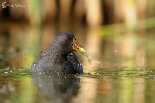 Sliepočka zelenonohá (Gallinula chloropus), Martin Šabík