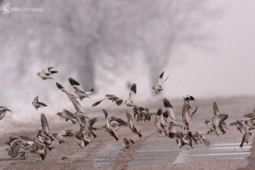 Snehuľka severská (Plectrophenax nivalis), Martin Šabík