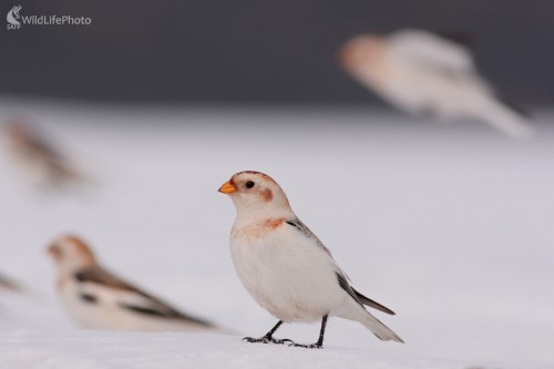 Snehuľka severská (Plectrophenax nivalis), Martin Šabík
