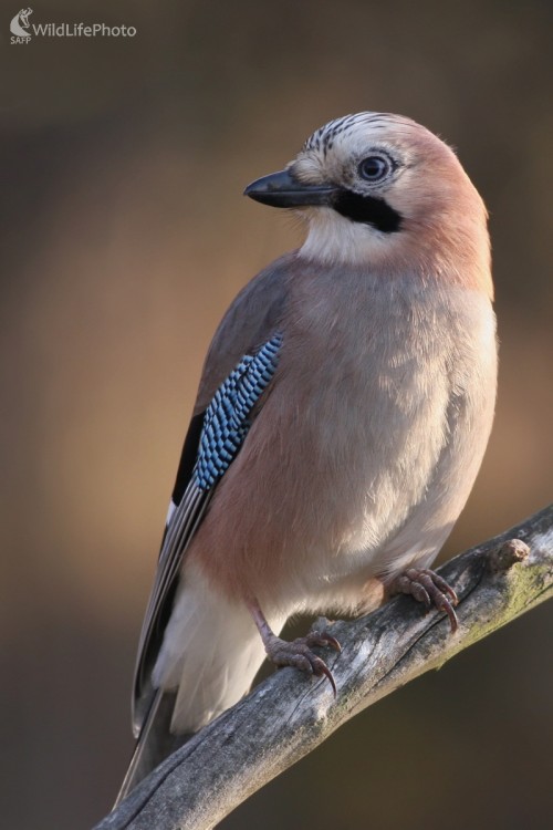 Sojka škriekavá (Garrulus glandarius), Martin Šabík