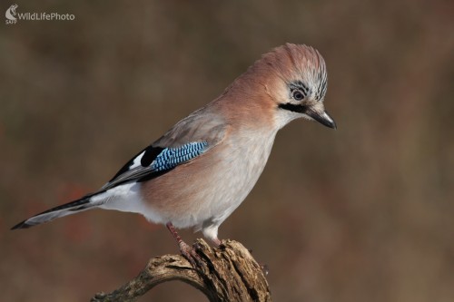 Sojka škriekavá (Garrulus glandarius), Martin Šabík