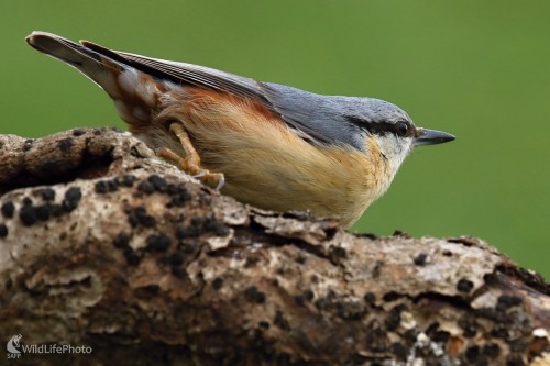 Brhlík lesný, Maroš Detko