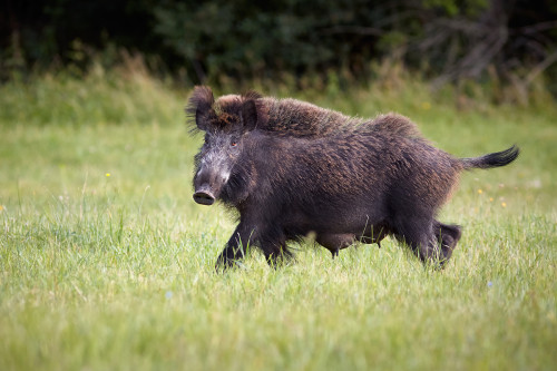 Diviačica, Ivan Teplan