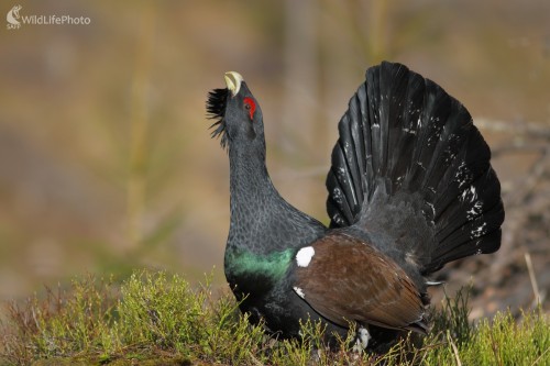 Výlusk, Vladimír Michalec