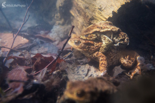 Ropucha bradavičnatá, Matej Žiak