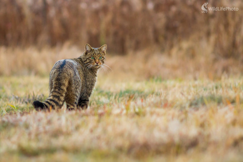 Felis silvestris - mačka divá, Ladislav Dzivjak