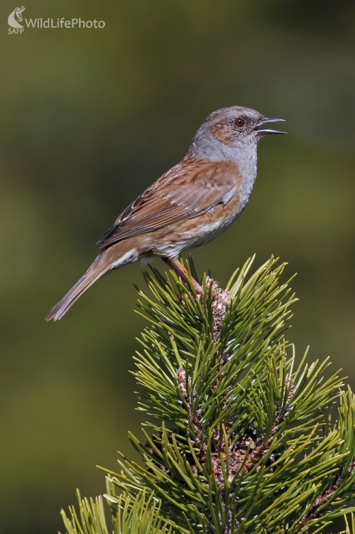 Vrchárka modrá, Prunella modularis, Vladimír Michalec