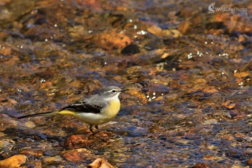 Trasochvost horský, Maroš Detko