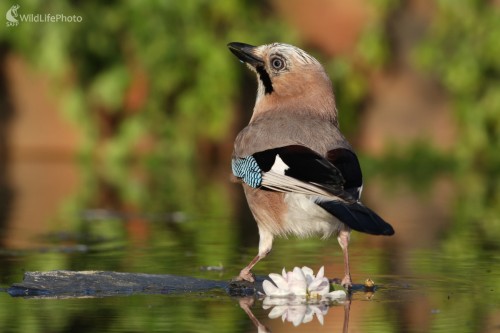 Sojka škriekavá (Garrulus glandarius), Martin Šabík