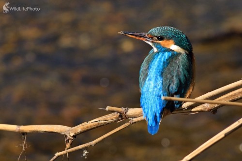 Nad potokom, Maroš Detko
