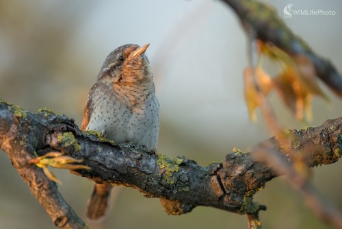 Krutihlav, Ľubomír Ondráško