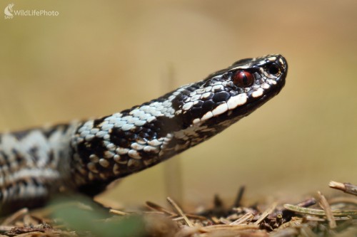 Uhrančivý pohľad, Vladimír Michalec