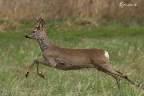V skoku, Vladimír Michalec