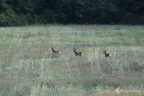 ...traja králi..., Milan Fuňák