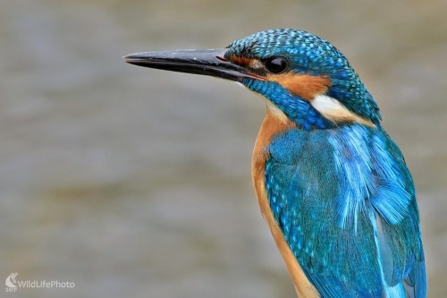 Portrét rybárika, Maroš Detko