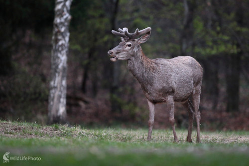 Lykáč ..., Marián Jamrich