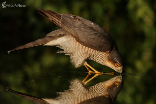 Jastrab krahulec (Accipiter nisus), Martin Šabík