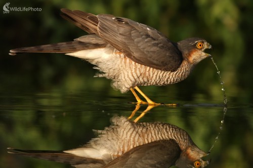 Jastrab krahulec (Accipiter nisus), Martin Šabík