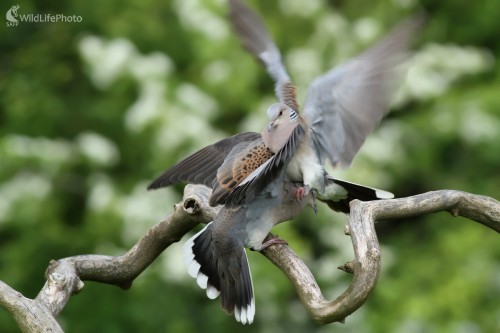 Súboj samcov, Martin Šabík