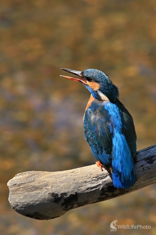 Písknutie, Maroš Detko