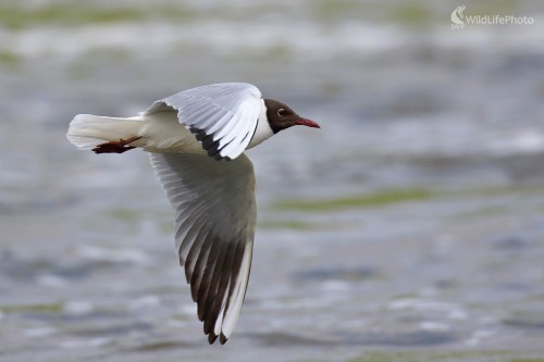 Čajka smejivá, Vladimír Michalec