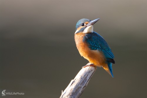 Rybárik riečny  ( Alcedo atthis ), Ivan Kochan