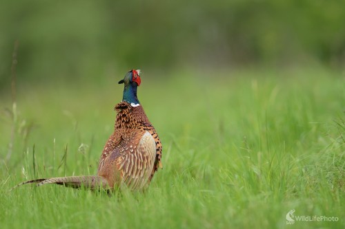 Tok, Ľubomír Ondráško