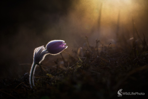 Poniklec prostredný (Pulsatila subslavica), Matej Žiak