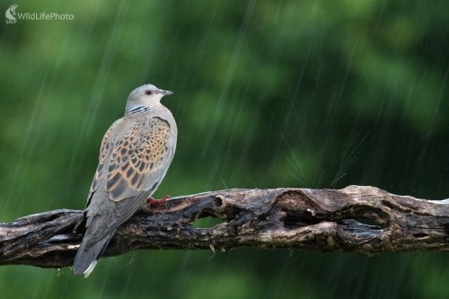 Prší, Martin Šabík