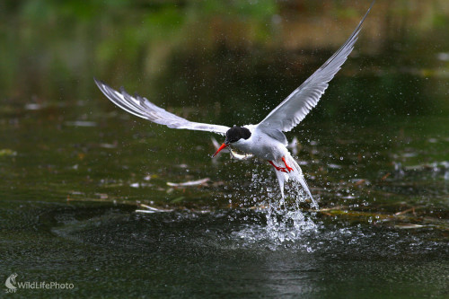 Rybár riečny, Dominik Kalata