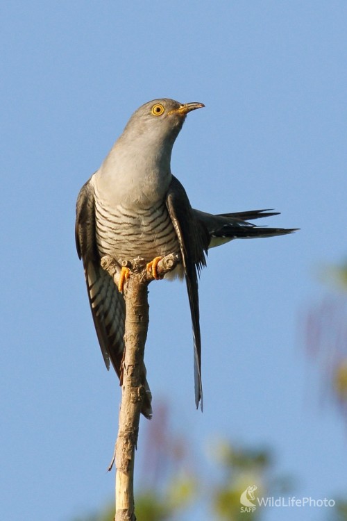 Na rozhľadni, Vladimír Michalec