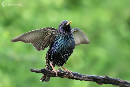 Škorec lesklý ( Sturnus vulgaris), Martin Šabík